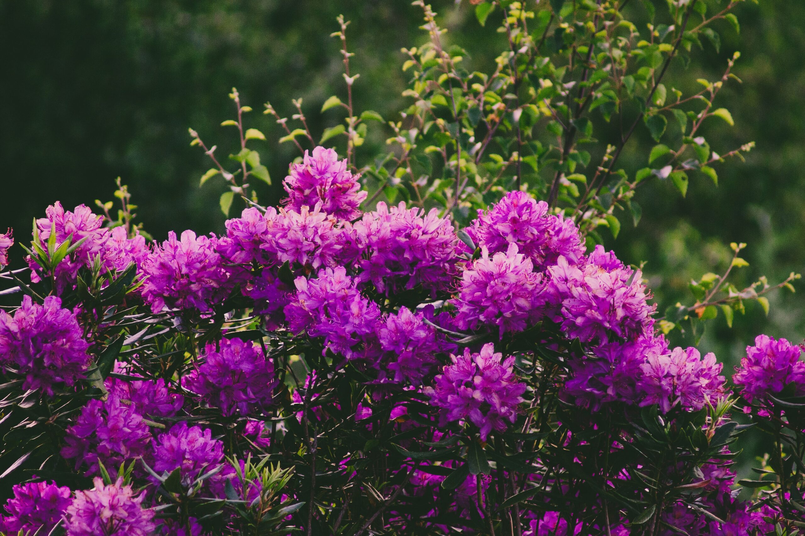 Capture the stunning beauty of pink rhododendron flowers in bloom, showcasing nature's vibrant colors in spring.